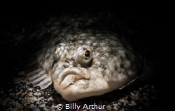 Plaice portrait.
 Taken with a Sony rx100mkii in Nautica... by Billy Arthur 